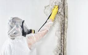 Best Forensic Mold Investigation in Sherman, TX